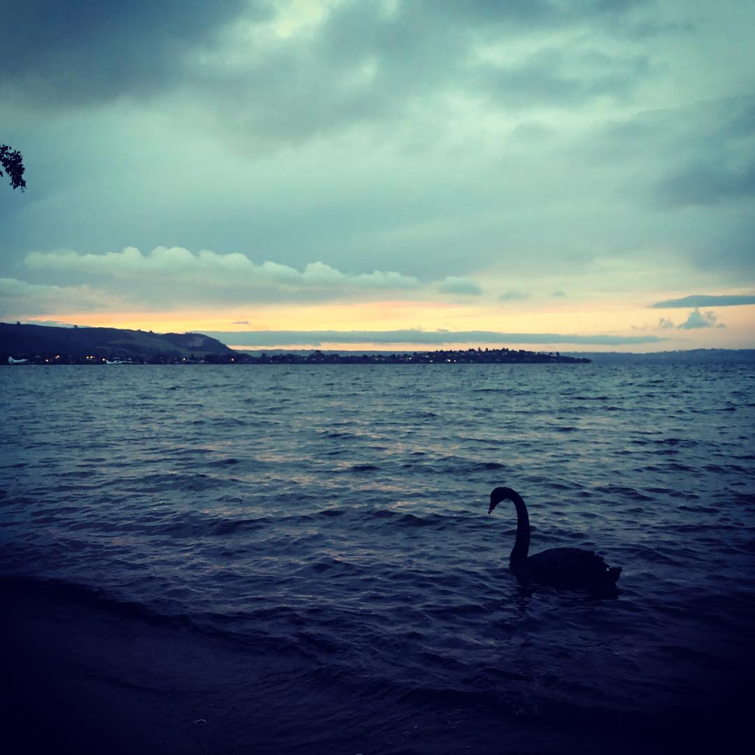 Black swan on the lake at sunset in New Zealand. It’s a very pretty place to be broken down. Waiting on the word from the rental company.
