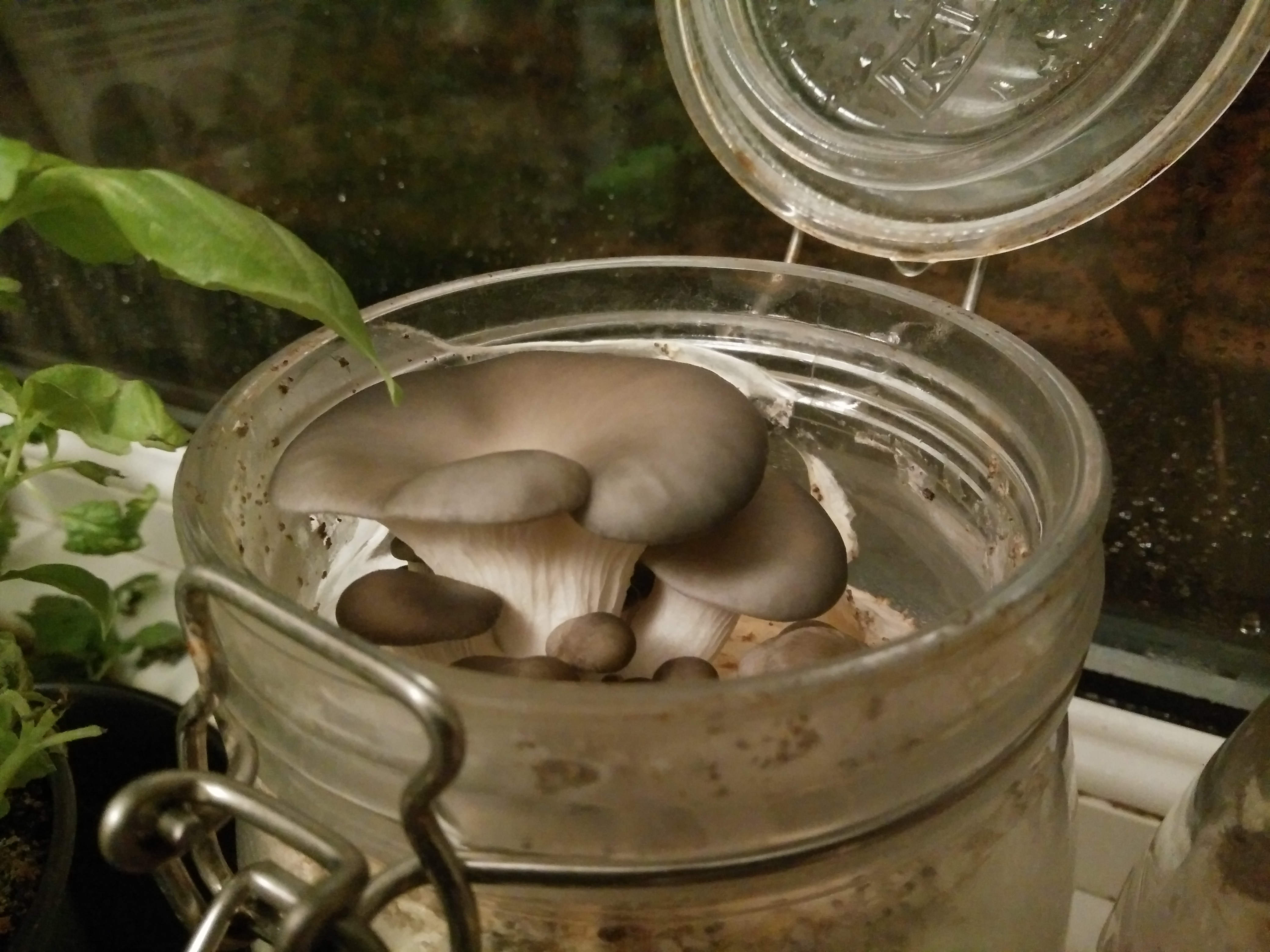 oysters-in-a-jar-ohhh.jpg