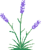 lavender.gif